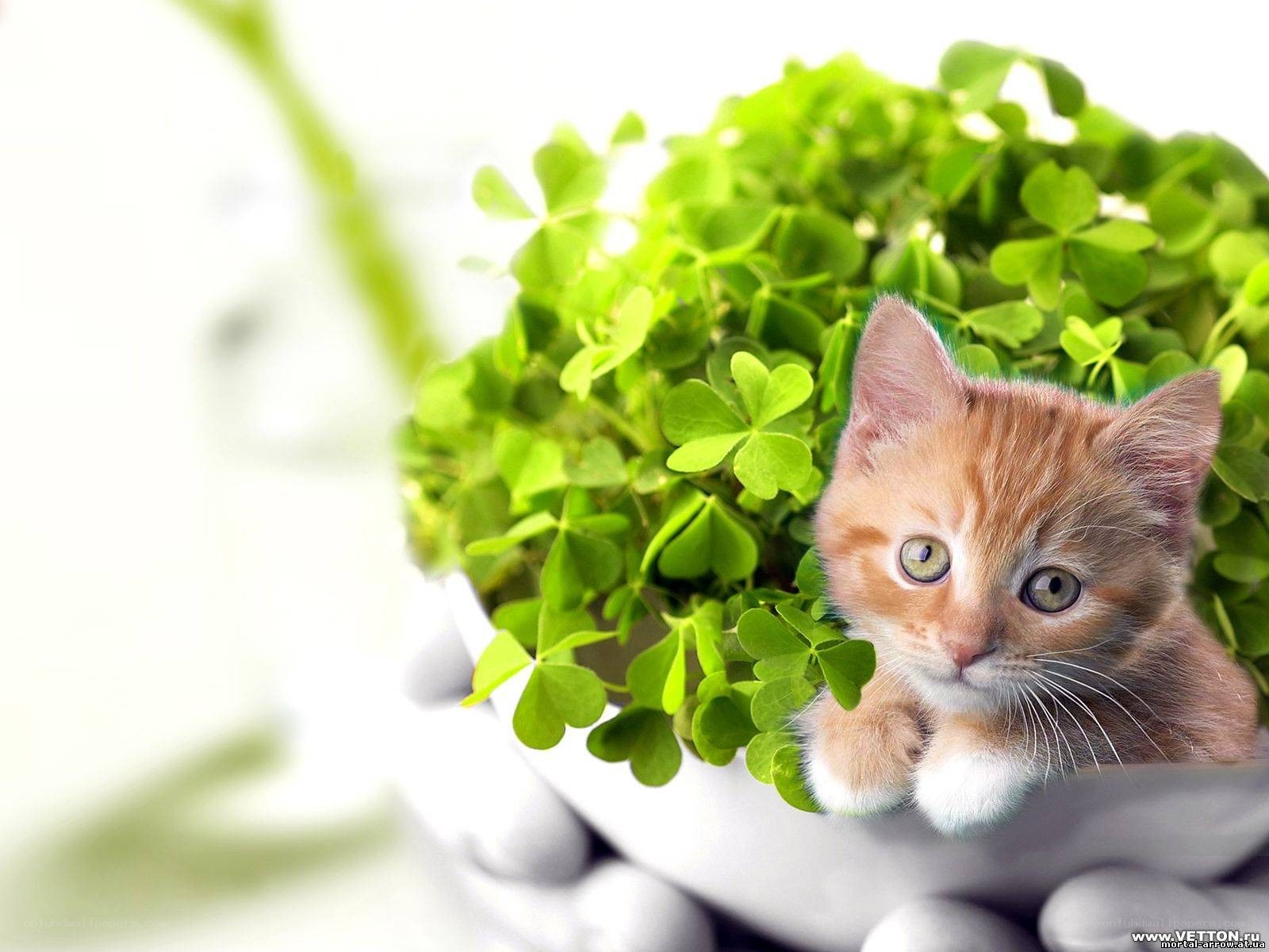 kitten in clover plant
