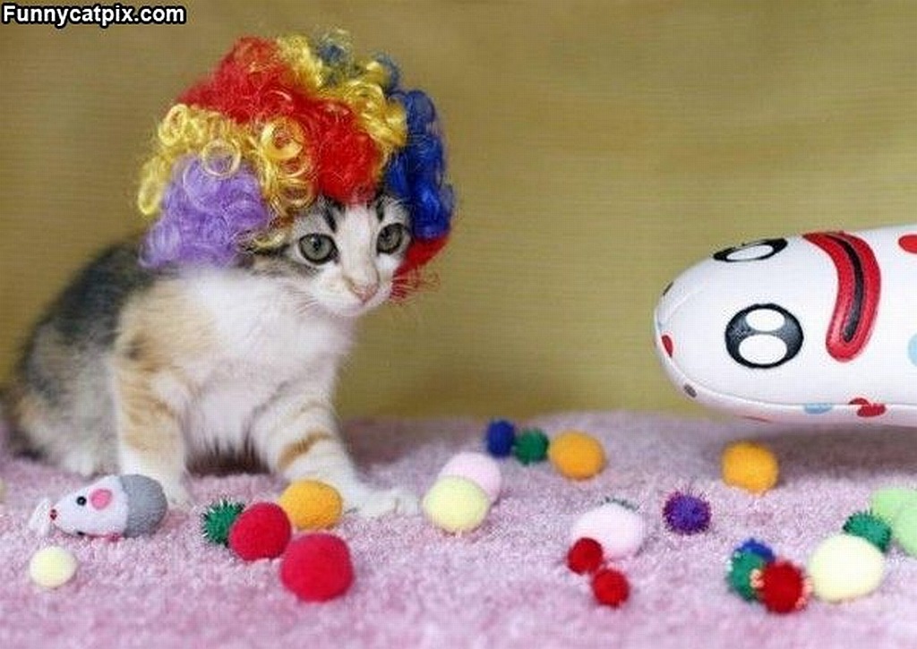 kitten in clown wig