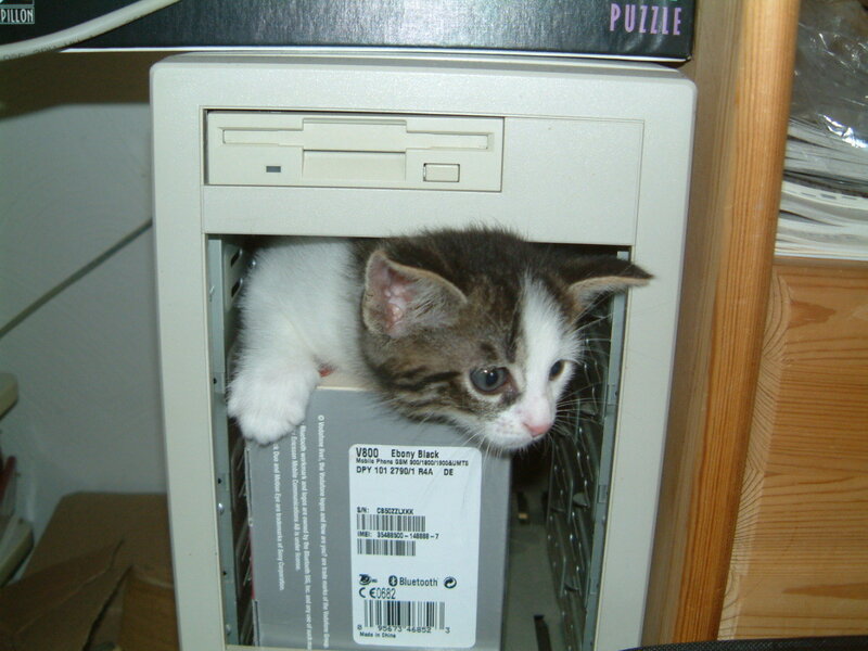 kitten in computer case