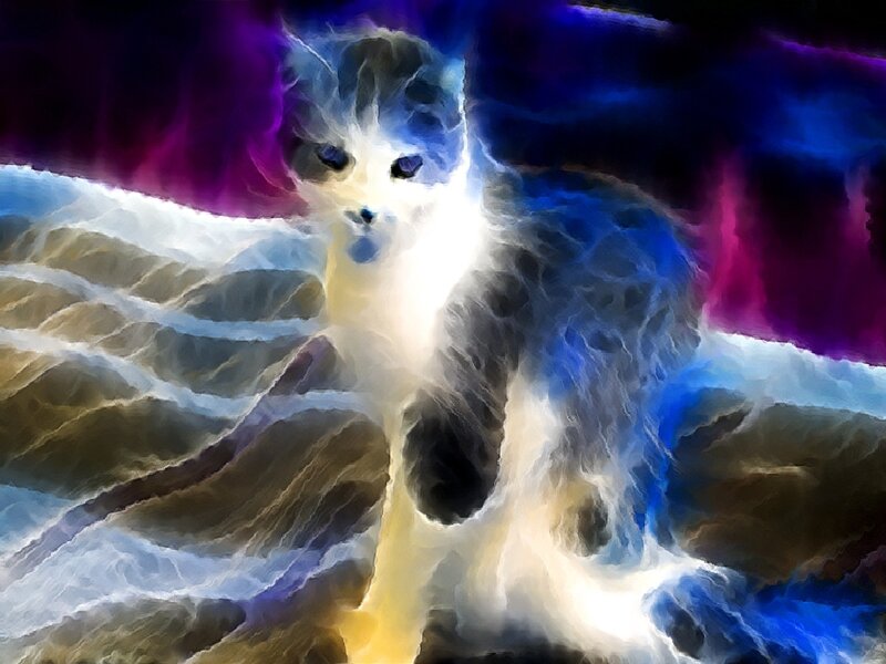 kitten in cosmic light