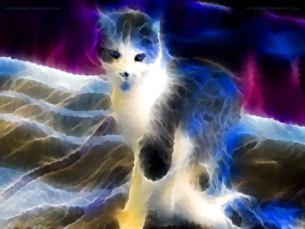 kitten in cosmic light
