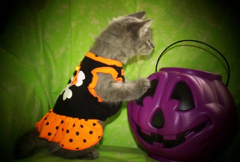 Kitten in Costume — Green
