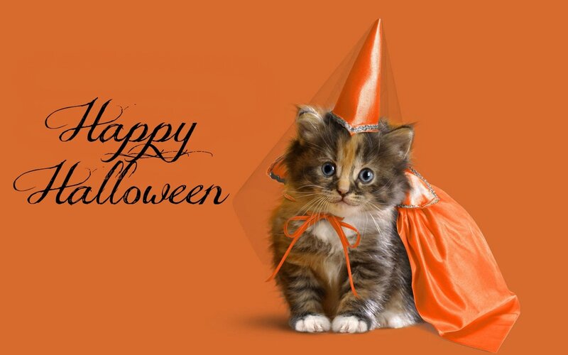 Kitten in Costume — Orange, Festive