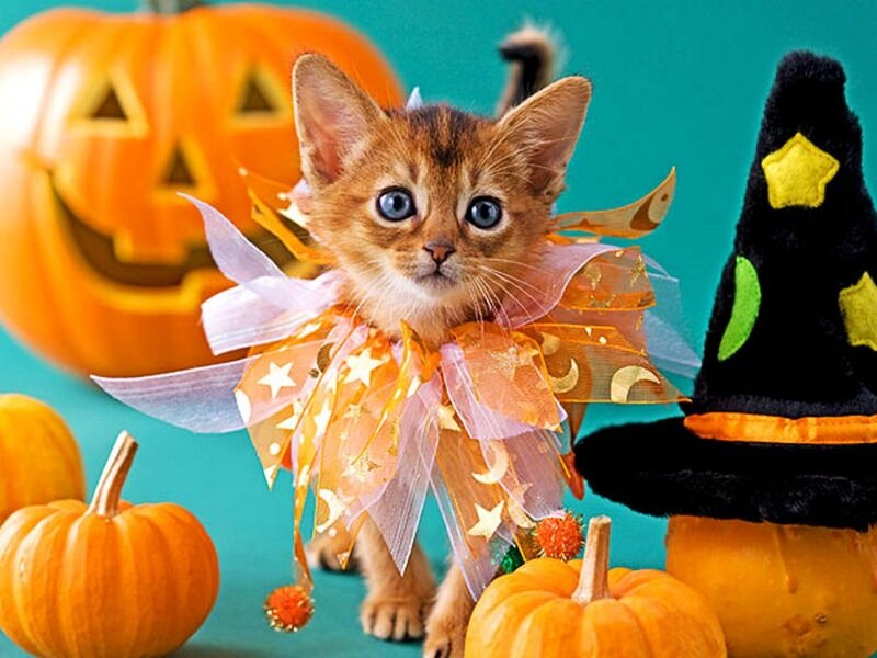 Kitten in Costume — Orange