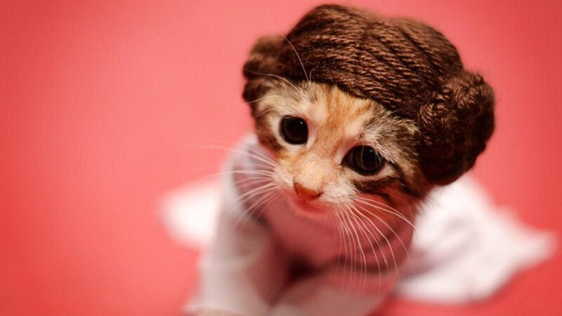 Kitten in Costume — Red