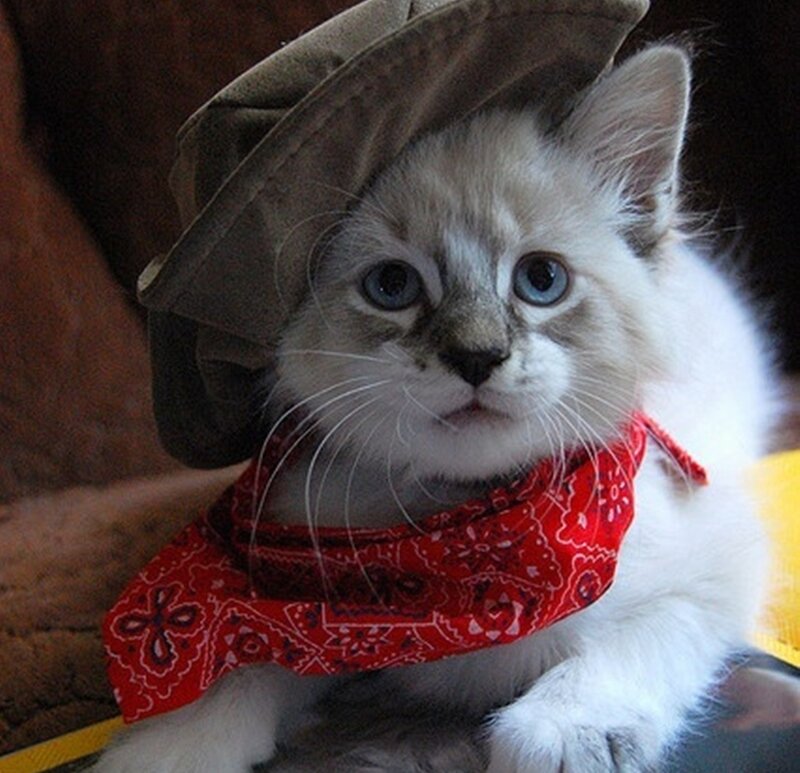 Kitten in Cowboy Hat
