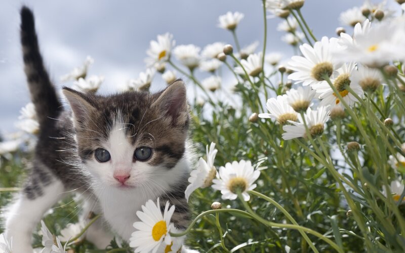 Kitten in Daisies