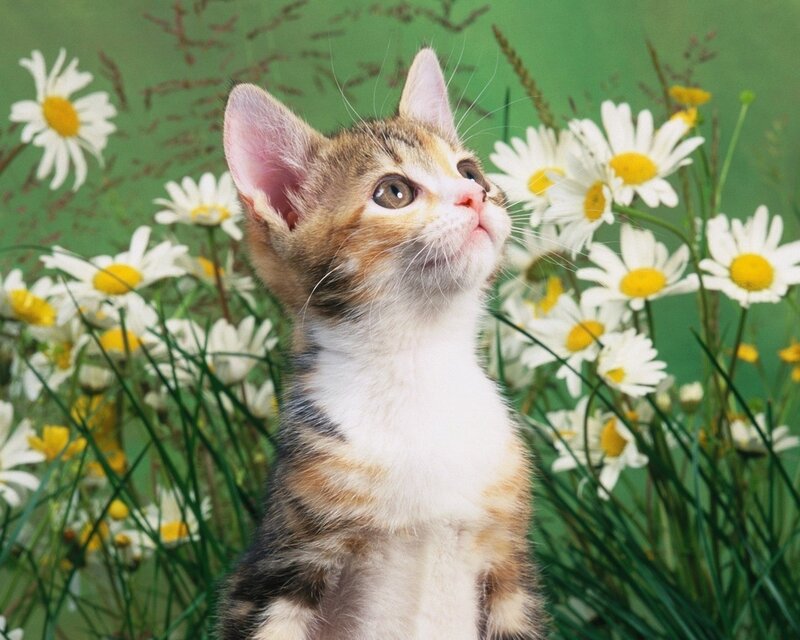 Kitten in Daisies — White, Calm