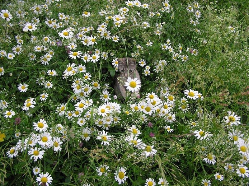 Kitten in daisy field