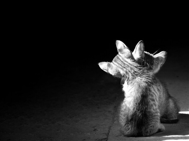 Kitten in Dark Room