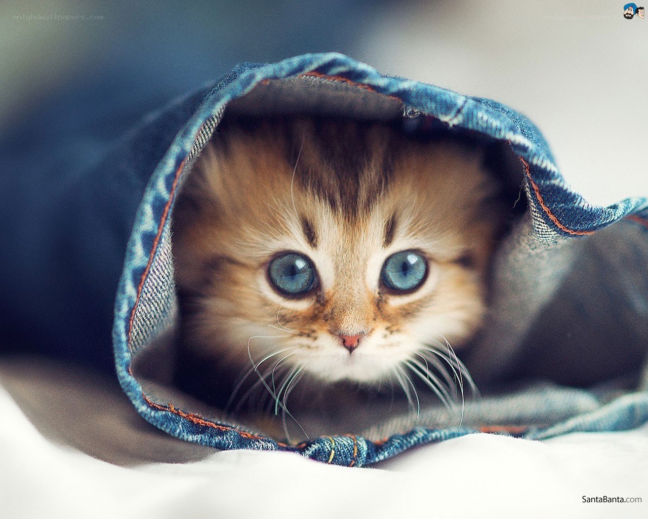 kitten in denim blanket