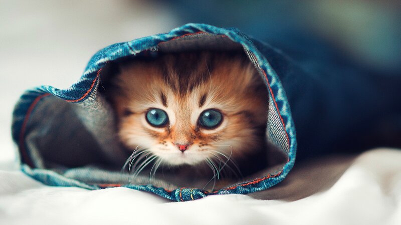 Kitten in Denim — Blue