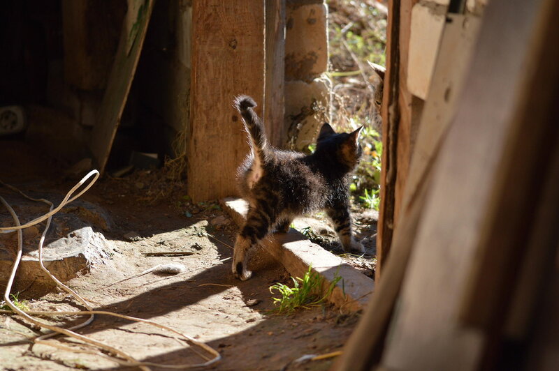Kitten in Doorway
