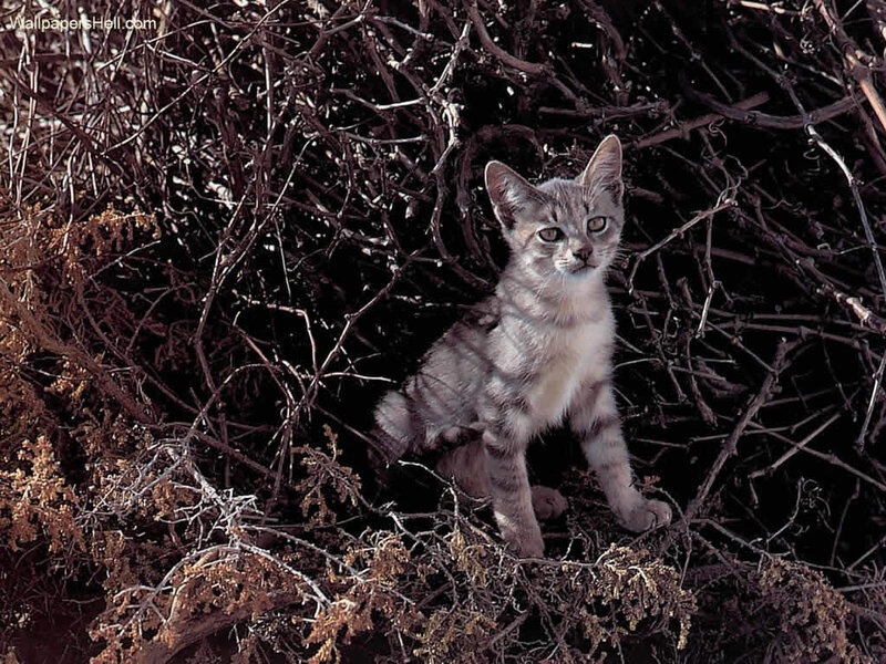 Kitten in Dry Brush