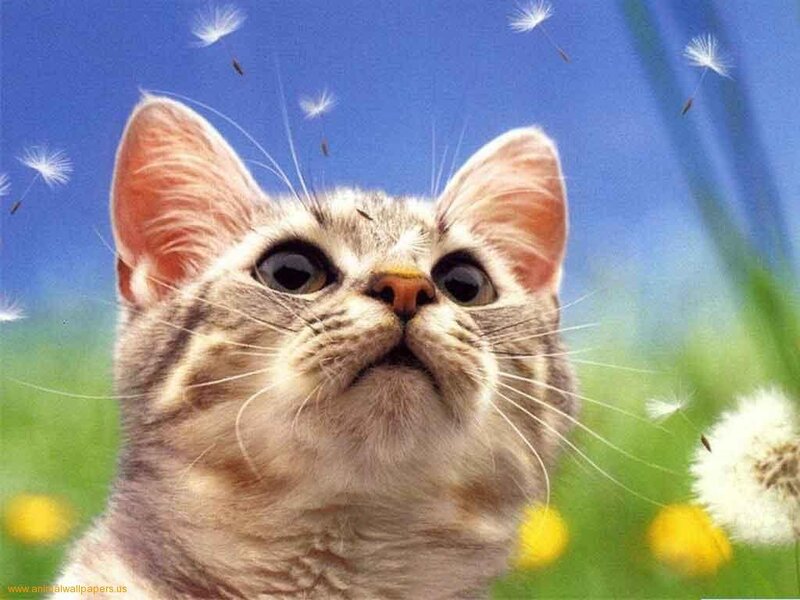 Kitten in Field