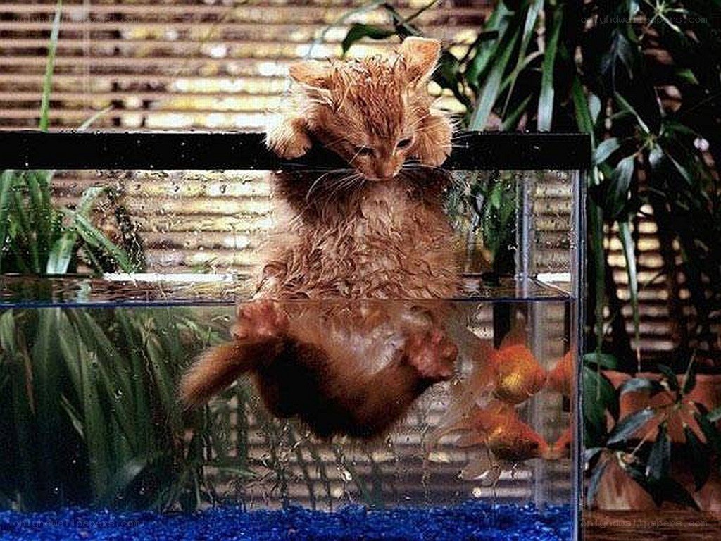 kitten in fish tank