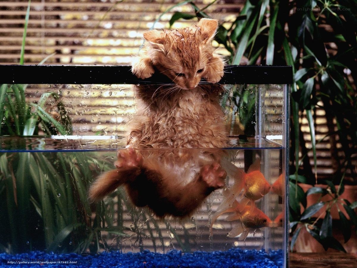 kitten in fish tank