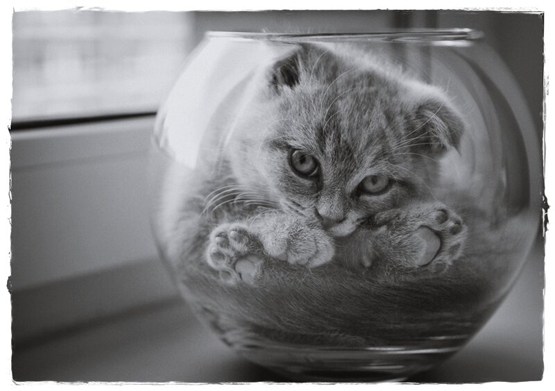 Kitten in Fishbowl — Black, Calm