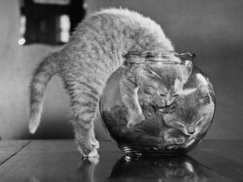 Kitten in Fishbowl — Black