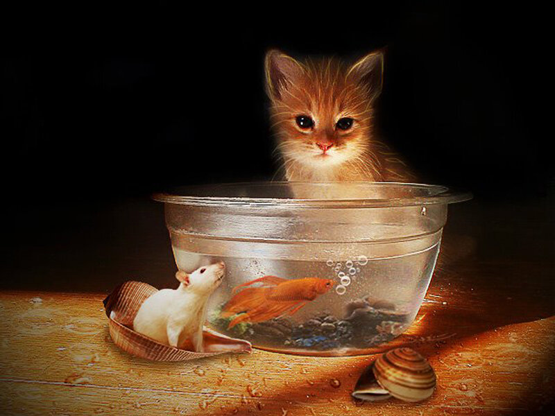 Kitten in Fishbowl — Brown