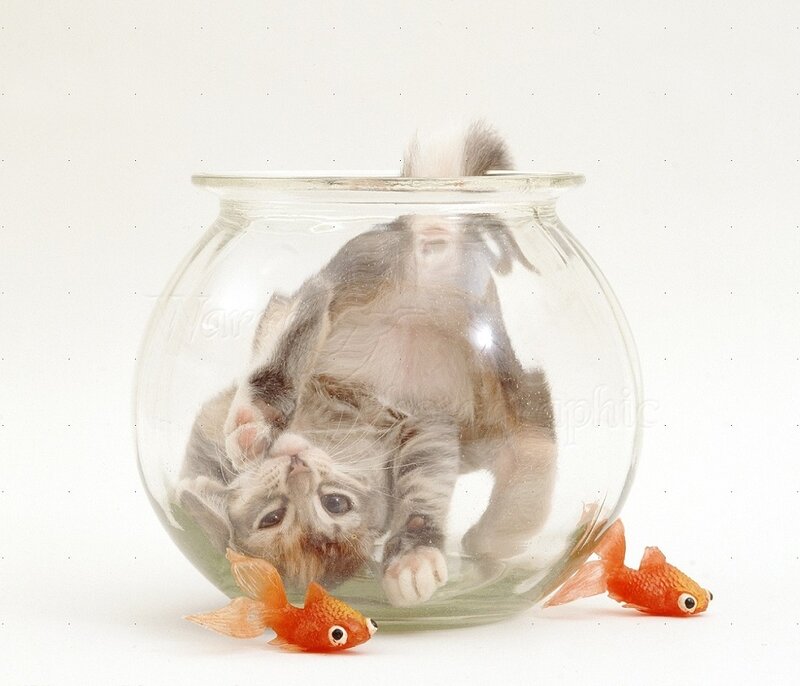 Kitten in Fishbowl — White, Playful