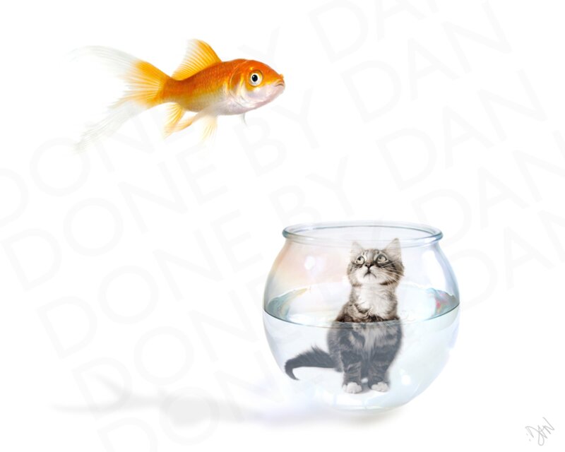 Kitten in Fishbowl — White