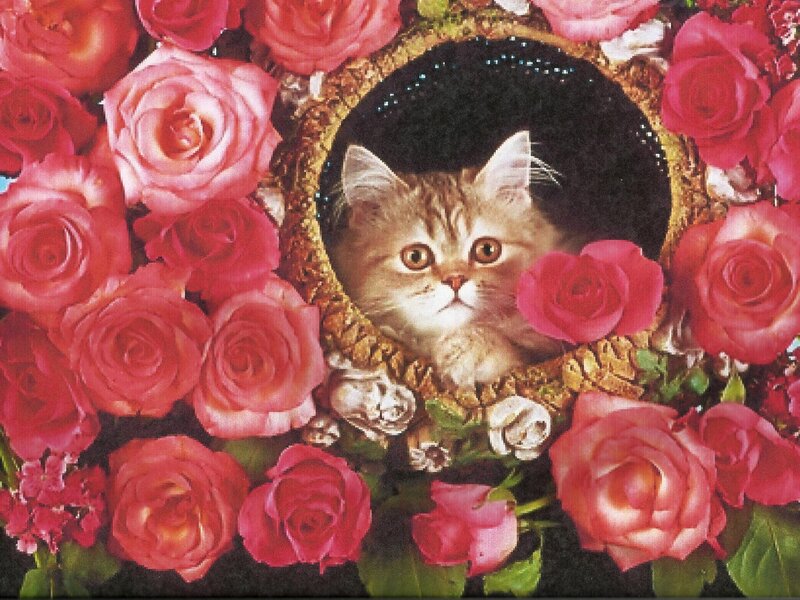 Kitten in Floral Wreath