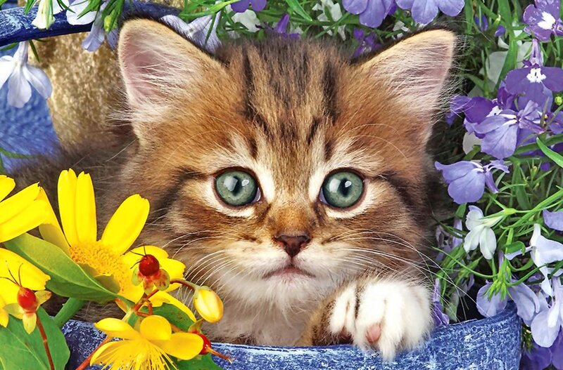 Kitten in Flower Basket — Brown