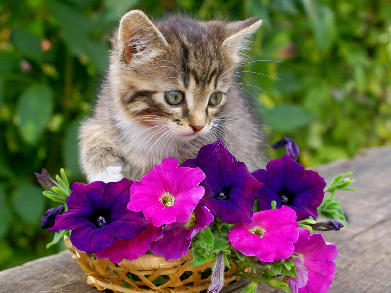 Kitten in Flower Basket — Purple