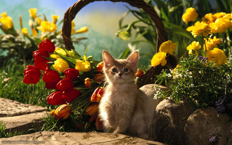 Kitten in Flower Basket — Yellow, Serene