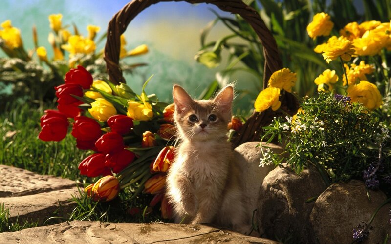 Kitten in Flower Basket — Yellow