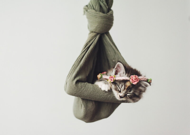 Kitten in Flower Crown
