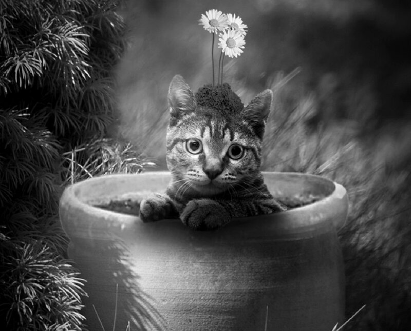 Kitten in Flower Pot — Black
