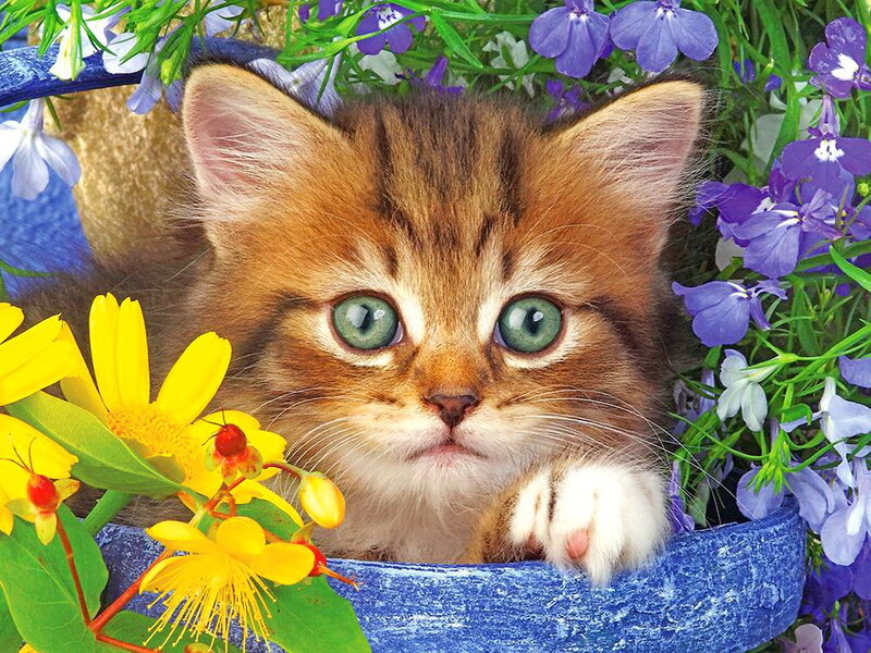 Kitten in Flower Pot — Blue