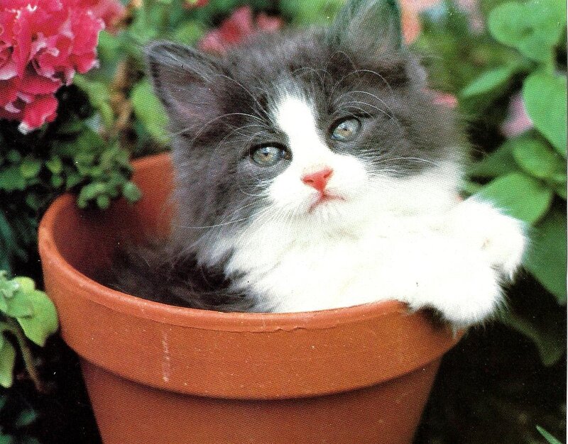 Kitten in Flower Pot — Brown, Calm