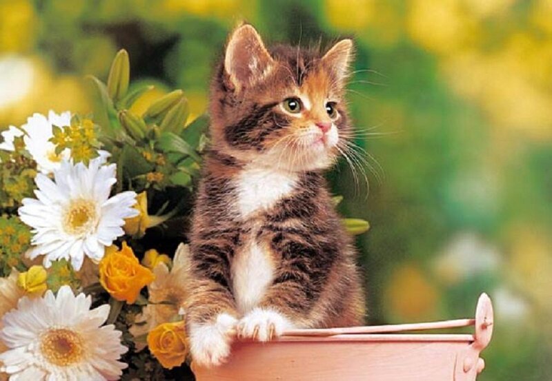 Kitten in Flower Pot — Brown