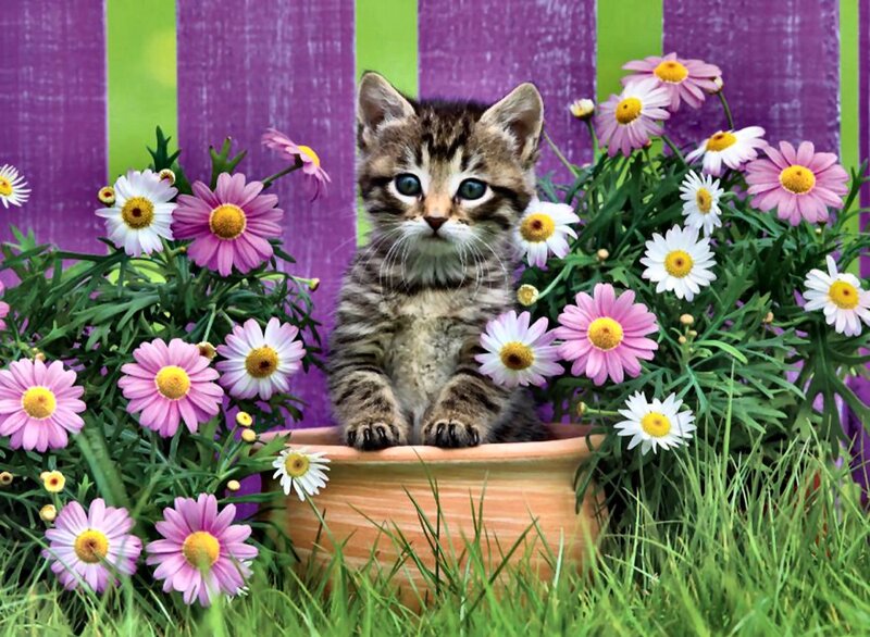 Kitten in Flower Pot — Purple