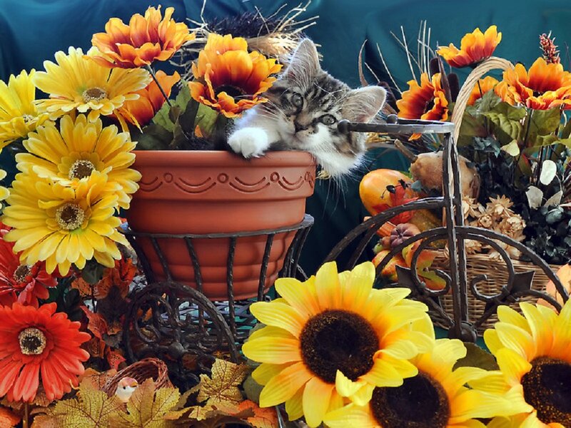 Kitten in Flower Pot — Yellow
