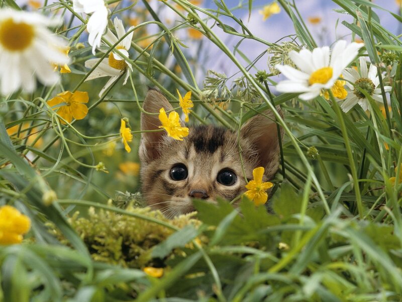 Kitten in Flowers — Green, Calm