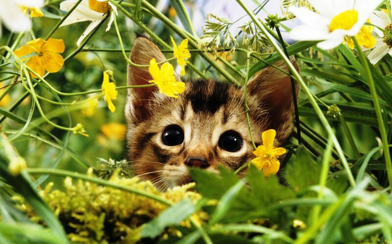 Kitten in Flowers — Green, Curious, Spring, Photograph