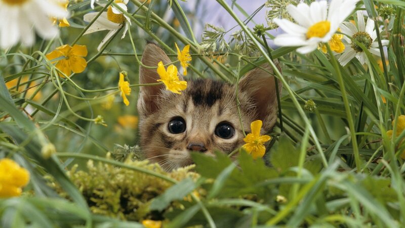 Kitten in Flowers — Green, Curious, Spring