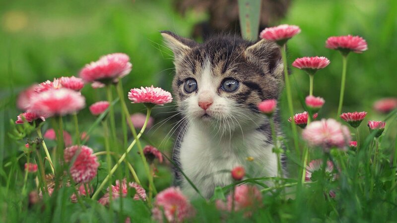 Kitten in Flowers — Green, Serene, Spring