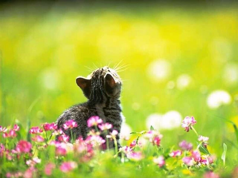 Kitten in Flowers — Green, Serene