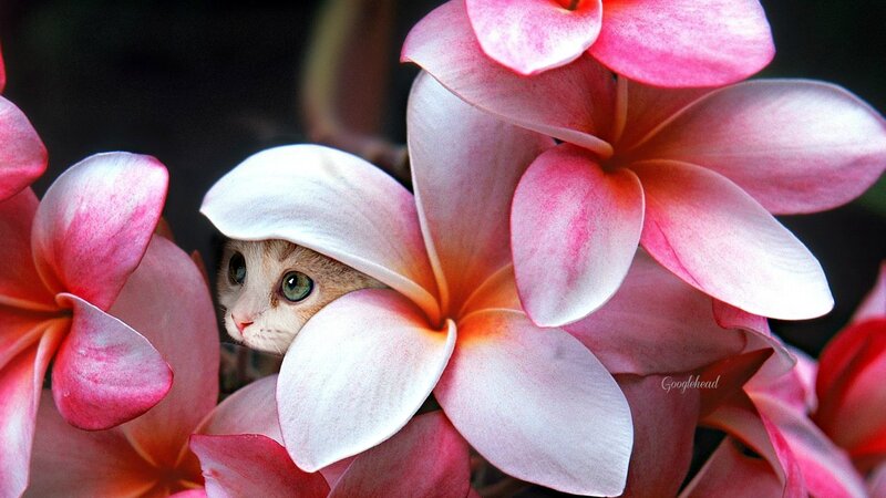 Kitten in Flowers — Pink, Playful