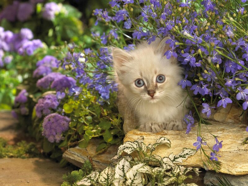 Kitten in Flowers — Purple, Calm