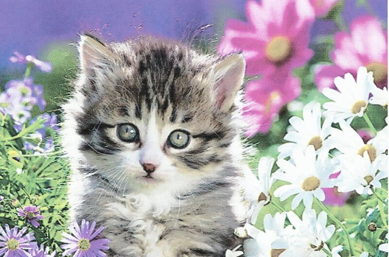 Kitten in Flowers — Purple, Serene, Spring
