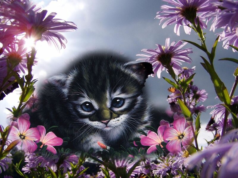 Kitten in Flowers — Purple, Serene