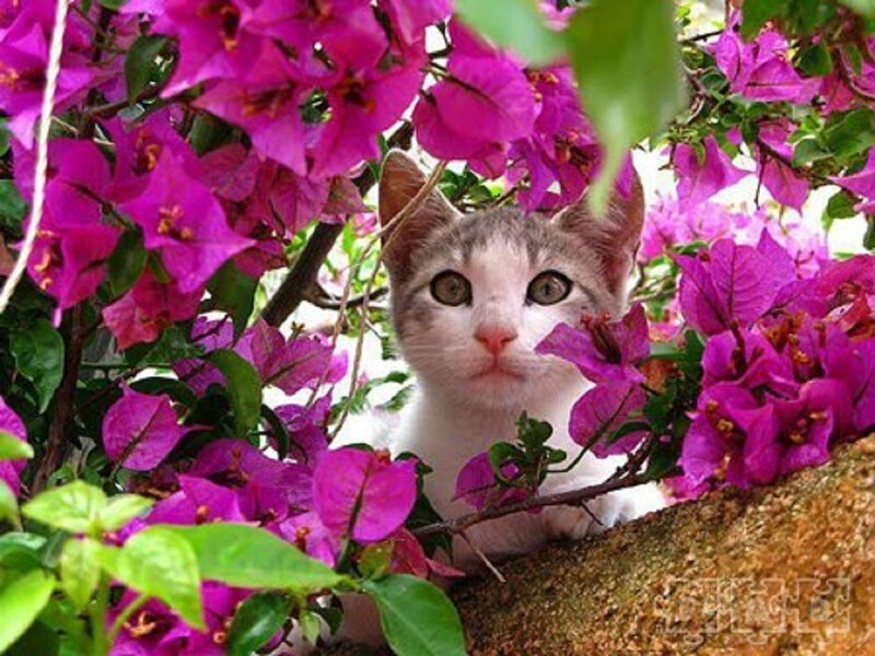 Kitten in Flowers — Purple