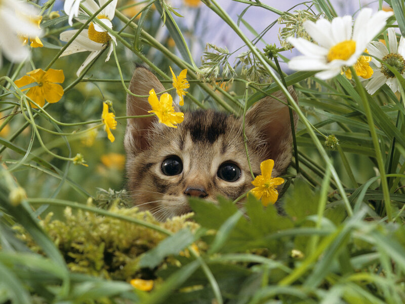 Kitten in Flowers