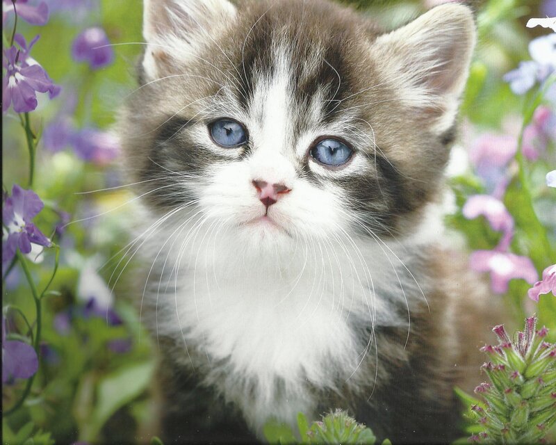 Kitten in Flowers — White, Calm